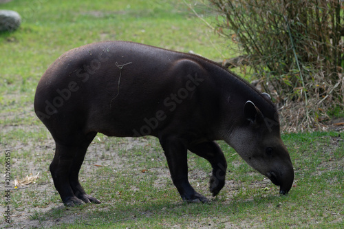 Brazilian Tapir Foraging