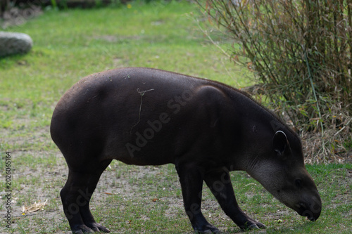 Brazilian Tapir Foraging