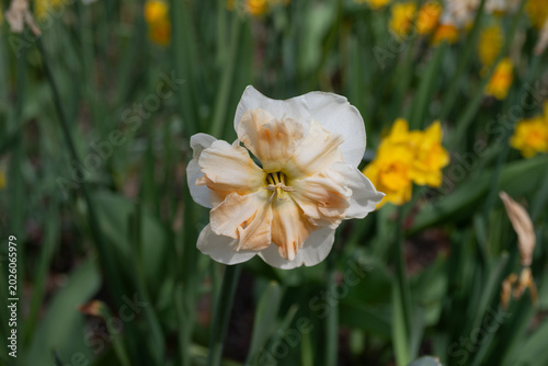 Delicate Daffodil Bloom