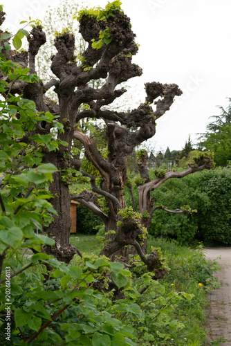 Sculpted Trees of Villandry Gardens
