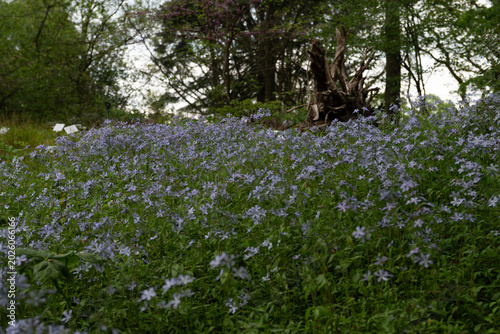 Sea of Blue Spring Beauty