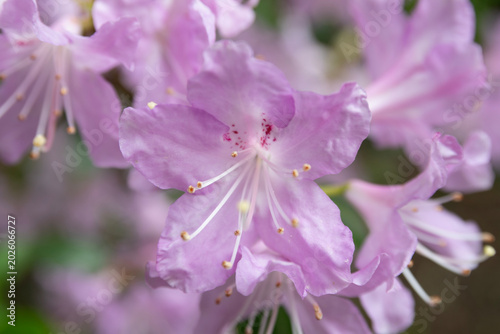 Lavender Rhododendron Bloom