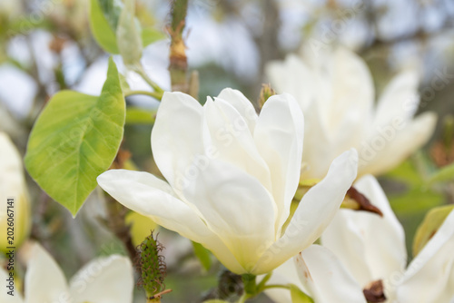 Magnolia Bloom in Spring
