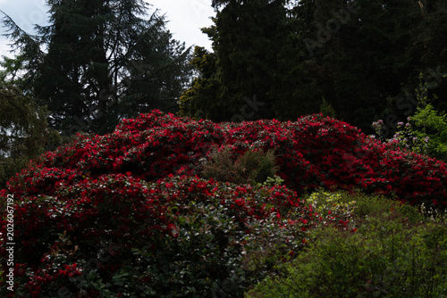Vibrant Rhododendron Display