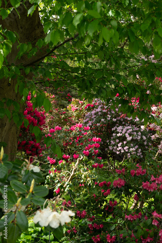 Rhododendron Bloom in Woodland Garden