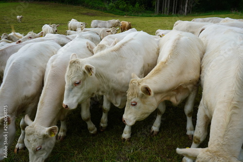Bild auf Leinwand The animals in the selected area are Charolais cattle, a French beef cattle breed