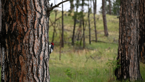 Bilde på lerret red headed wood pecker in recovering forest fire woodland