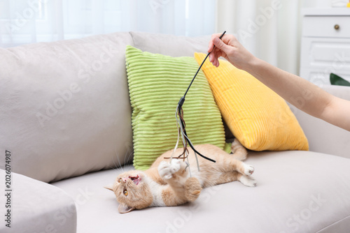 фотографія Woman playing with her cat using wand on sofa at home, closeup
