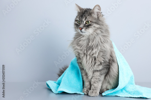 Canvastavla Wet cat with towel on table against light background