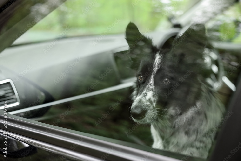 Fototapeta premium Cute dog looking out car window, view from outside. Traveling with pet