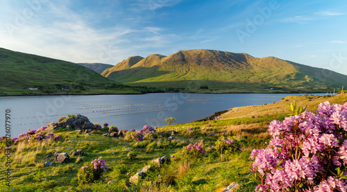 Killary Fjord at sunset near Leenane on the Galway Mayo border, Ireland. Pink rhododendrons frame Irelands only fjord in the wild Connemara landscape.