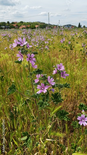 Wild field flowers blooming in a natural meadow. Soft natural light highlighting delicate petals and greenery in a peaceful outdoor scene.