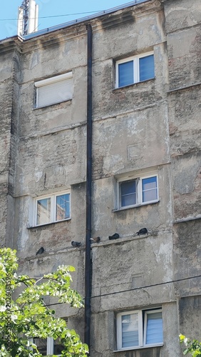 A group of pigeons sitting on a gray concrete wall of an urban building. Minimalist city scene with natural daylight and soft tones.