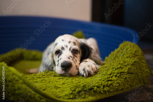 English Setter puppy