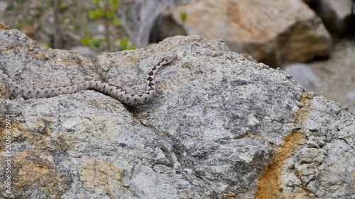 Nose-Horned Viper male in natural habitat (Vipera ammodytes)