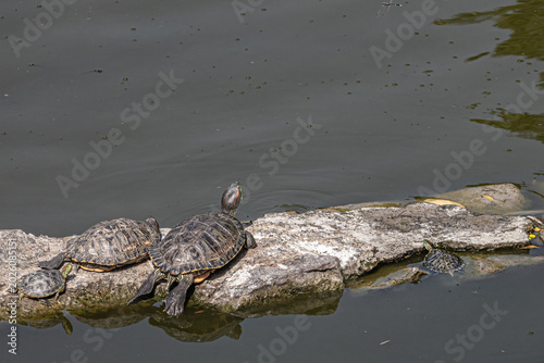 Red Eared Slider tortoise two adult and two kids