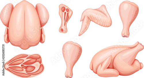 Quadro su tela Uncooked broiler parts vector graphic assortment featuring whole bird carcass with cross section chicken fillet cuts for supermarket butchery display template