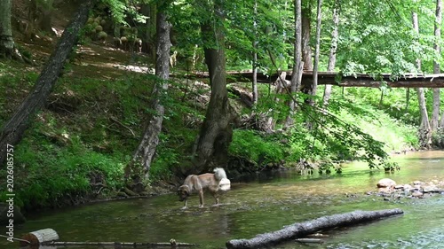 Kangal dog walking in shallow river stream forest background. Anatolian shepherd pet cooling off in flowing water dense green woodland environment commercial stock photography web design content.