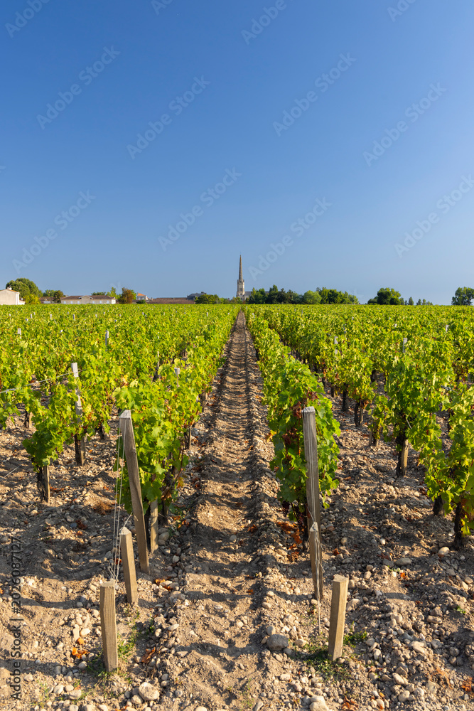 Obraz premium Lush vineyard rows leading to Saint Julien Beychevelle church in Nouvelle Aquitaine, France