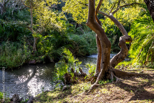 Photos Sunlight filled tropical riverine forest along the Mlawula River, in Mbuluzi Game Reserve, Eswatini