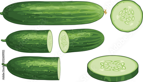 Fotografía Vector illustration of fresh cucumbers with several cross-section slices, hand-drawn garden vegetables, organic farm produce, healthy and nutritious food, botanical cartoon style