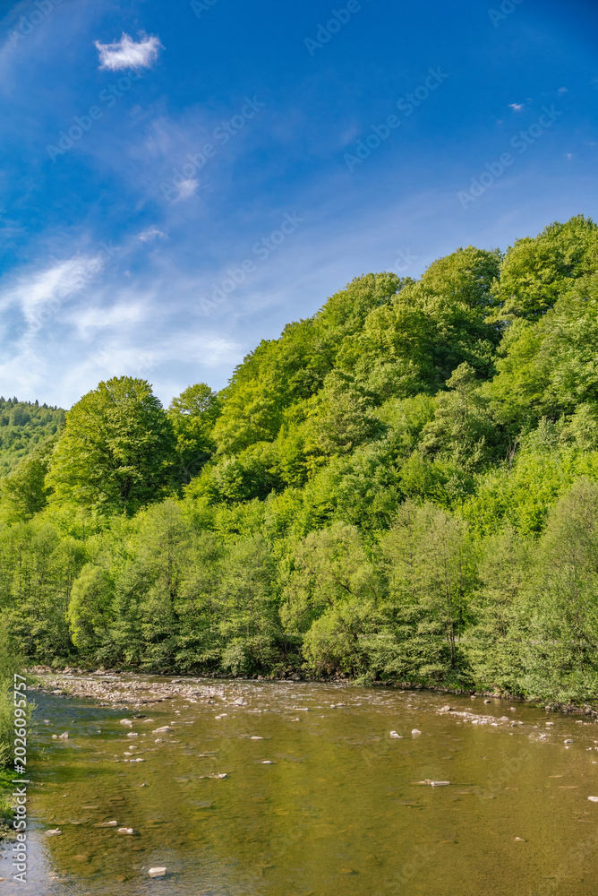Obraz premium Mountain river flowing through green forest under blue sky