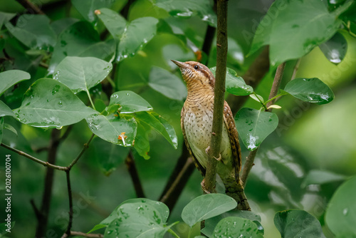 Side view of a common wryneck sitting on a lilac branch with green foliage after a spring rain, looking at the camera lens.