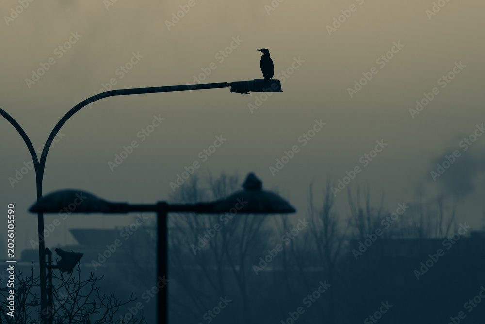 Fototapeta premium Sylwetka kormorana siedzącego na miejskiej latarni we mgle. Ptak w mieście o świcie, zamglony industrialny krajobraz, smog i zanieczyszczenie powietrza.