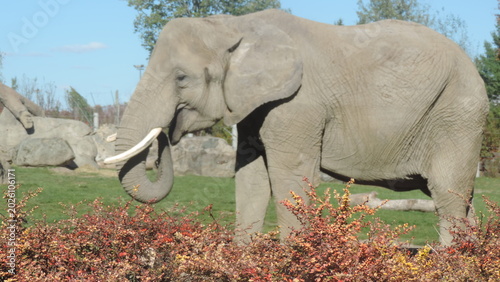 Fotografi Elephant