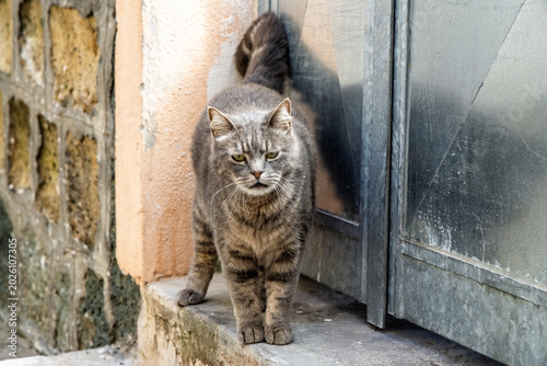 Photography Close up of a wild cat looking into camera on steps of building in Forio, Ischia, Italy