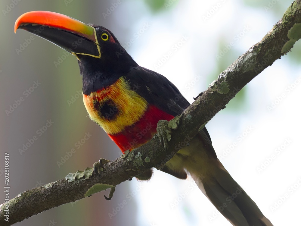 Fototapeta premium Fiery-billed Aracari
