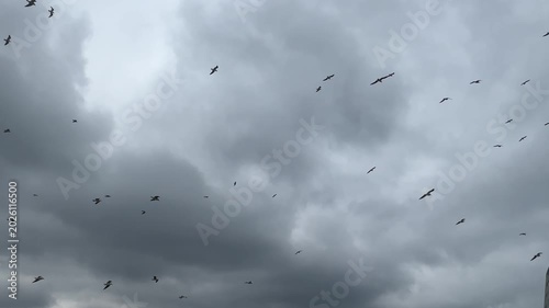 Real-time clip of many seagulls circling and flying in a dark overcast sky