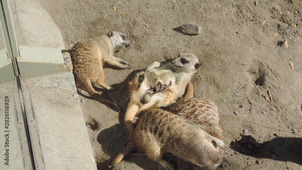 Obraz premium suricates