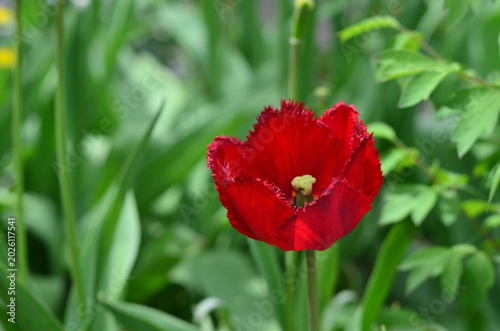 red tulip on green background