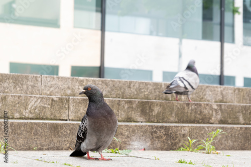 Tableau sur toile A dark grey pigeon stands in sharp focus at the base of concrete city stairs, with a second blurred pigeon on the steps behind it against a modern glass building facade