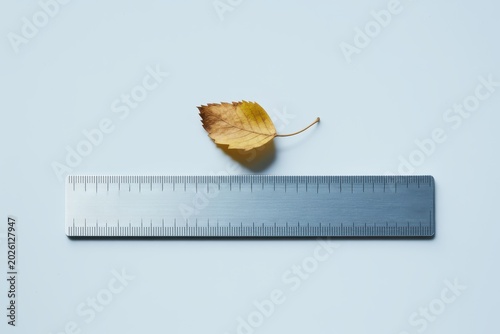A small yellow leaf lies next to a metal ruler on a plain surface.