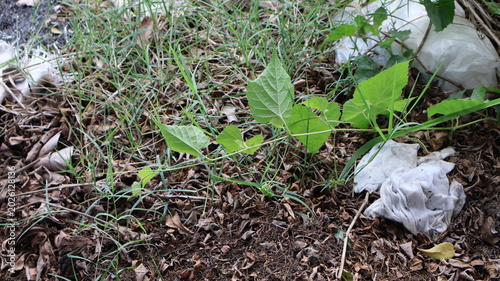Tableau sur toile Trash and plants on the ground