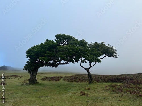 Canvastavla Minimalist foggy landscape with a windswept tree standing alone in a misty meadow under soft natural light