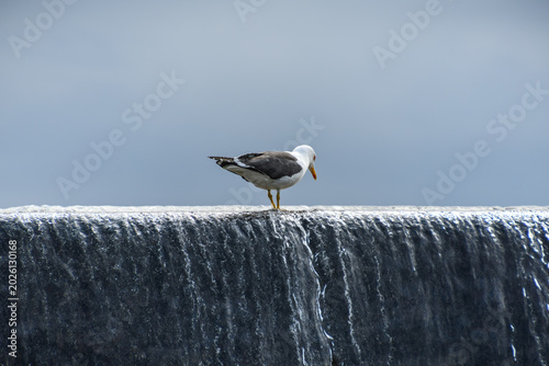 Eine einsame Möwe steht hoch oben auf dem herabfließenden Wasser