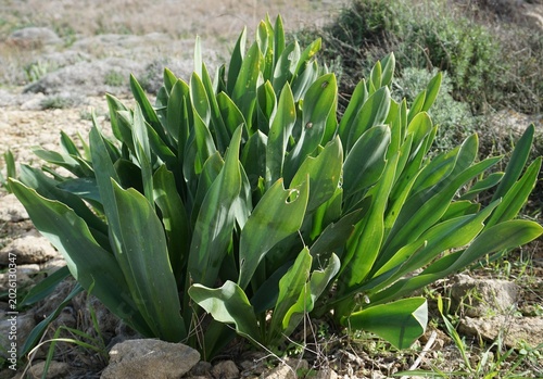 Fotografi Close up of the green leaves of a Drimia maritima plant (sea squill, sea onion,