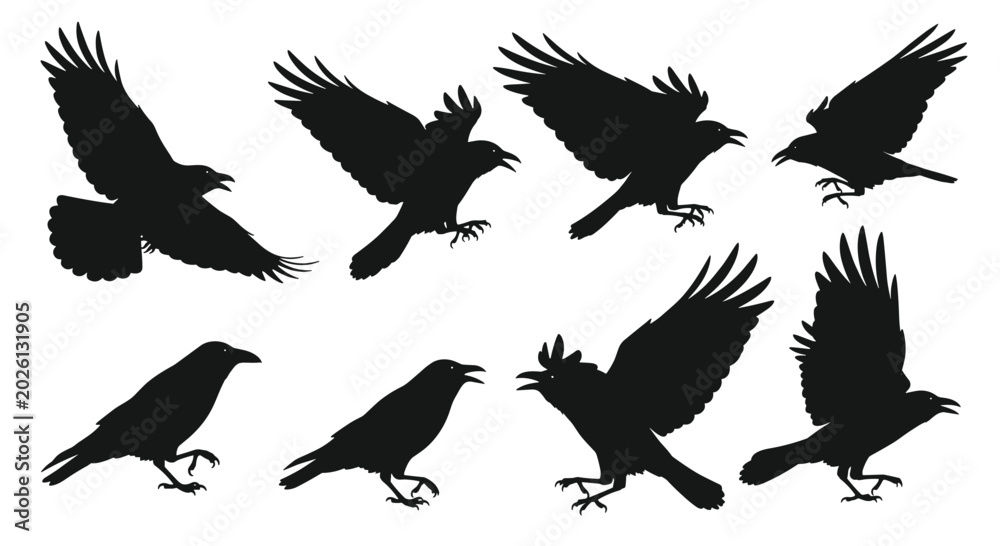Obraz premium A set of black silhouettes of crows or ravens in various poses, including flying, landing, and standing, perfect for gothic or wildlife themes.