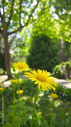 Vertical video of yellow flowers blooming in sunny green garden with natural light, soft bokeh background and fresh summer atmosphere