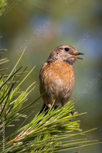 Fotografia european stonechat, small bird very characteristic of meadows and shrubland forests