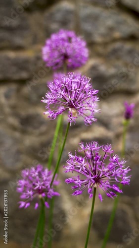 Purple allium flowers growing near stone wall. Macro nature footage with shallow depth of field. Spring garden and botanical concept for design, wallpaper and background.