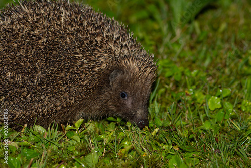 Igel 2
