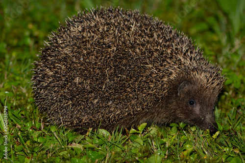 Igel 1