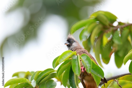 Speckled Mousebird perched among lush green leaves in soft natural light