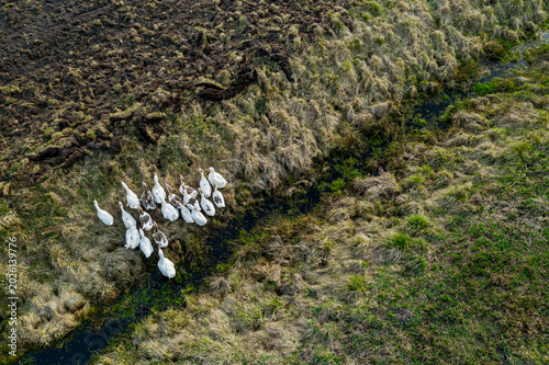 Fotografia flock of domestic geese top view