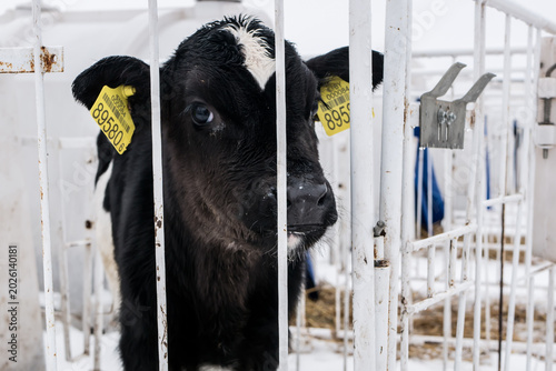 little calf on a dairy farm