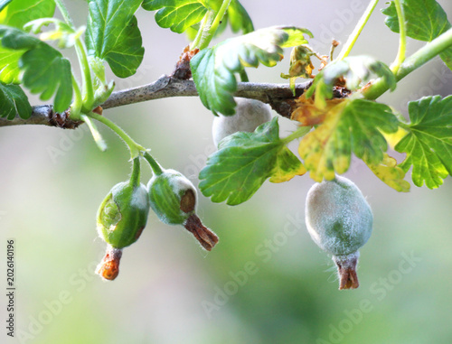 Slika na platnu Gooseberry fruits infected with powdery mildew